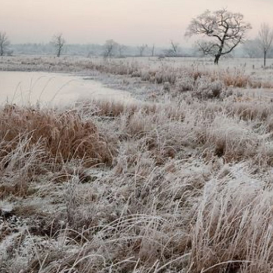 Morning Frost